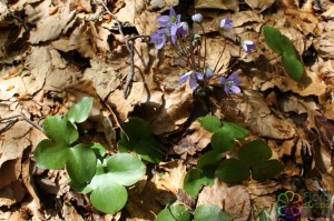 Hepatica nobilis (1).jpg_product